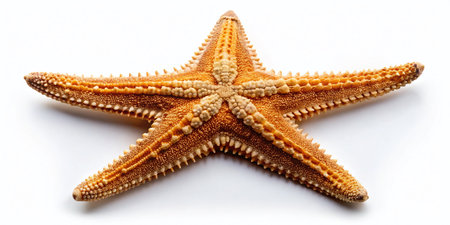 Elegant Starfish on White: Decorative PNG Image for Design Projectsの素材