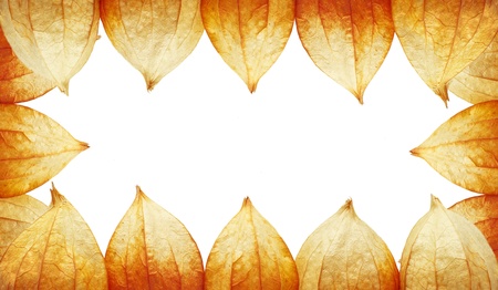 frame of Physalis on a reddish backgroundの写真素材