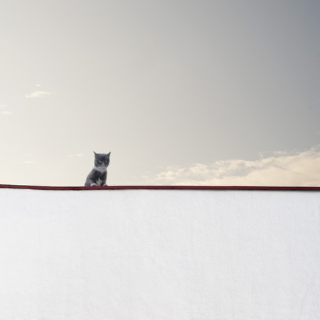 Cat sitting on the wall , blue sky with clouds backgroundの写真素材