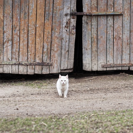 white cat walking towards the camera,  barn door backgroundの写真素材