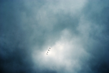 flock of birds flying in formation, stormy and cloudy sky backgroundの写真素材