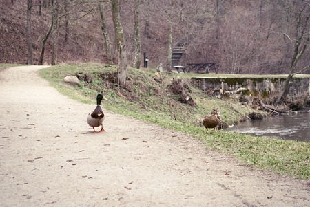 ducks on the road near the river backgroundの写真素材