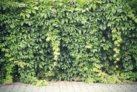 Green creeper plant on the wall background, stone tiled floor