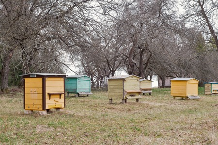 Colorful wooden bee hives in a garden in early spring