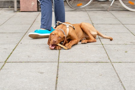 Brown dog lying in the street and chewing boneの写真素材