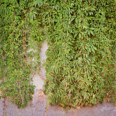 Green creeper plant on the stucco wall background