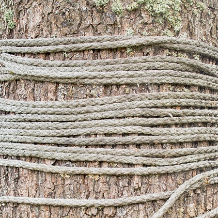 grey old rope tied around a treeの写真素材