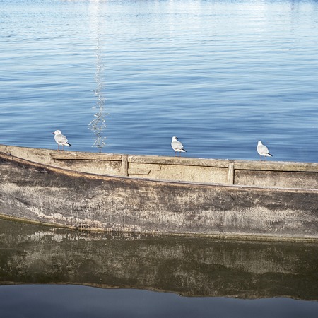 Seagulls standing on the boat in the seaの写真素材