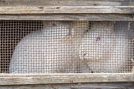White rabbits in old grunge wooden cageの写真素材