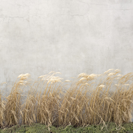 dry cane waving near the stucco wallの写真素材