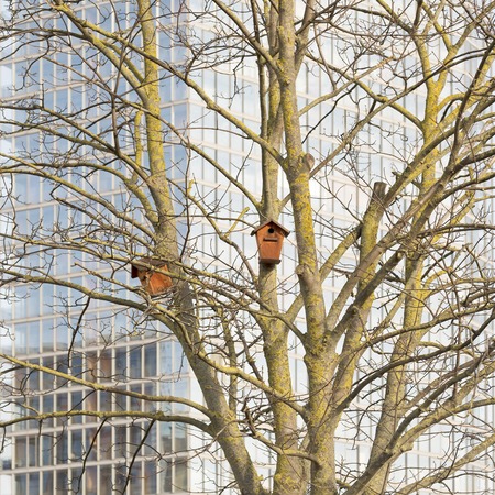 Nesting boxes on a tree, modern office building background
