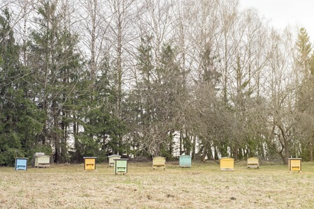Colorful wooden bee hives in a garden in early springの写真素材