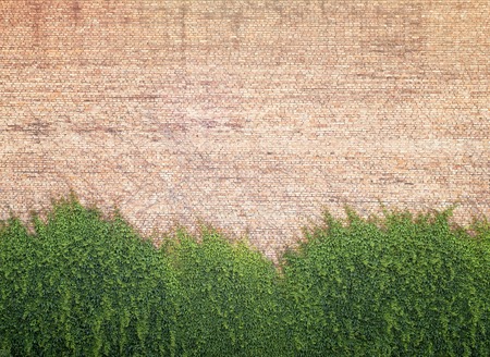 Green creeper plant covering half red brick wall