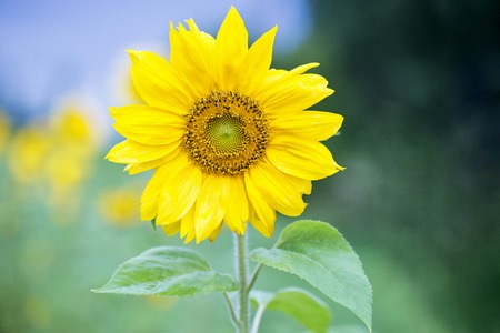 Close up sunflower view in summer, bokeh backgroundの写真素材