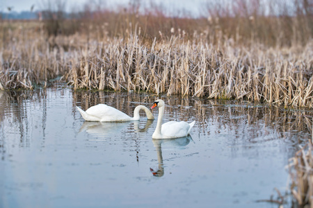 Two mute swans in the pond in early springの写真素材