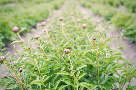 Lot of young unopened peony buds in spring.の写真素材