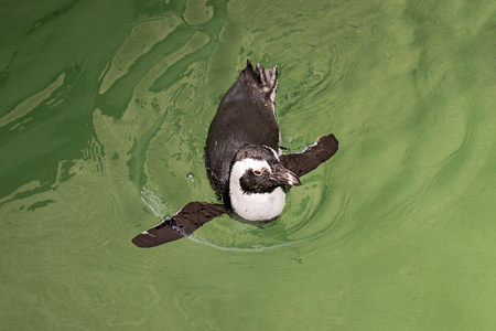 The little penguin floats in a water. Sunny summer day.の写真素材