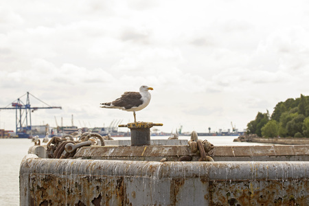 Big seagull standing on a pier near the seaport. Cloudy sky at the background.の写真素材