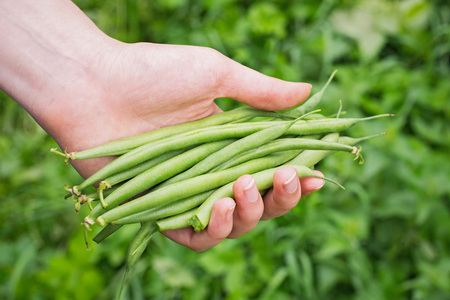 Woman hand holding green asparagus beans. Green foliage backgroundの写真素材
