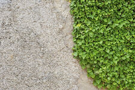 Green creeper on the stucco cracked dirty wallの写真素材
