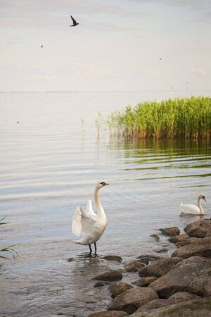 Two mute swans in the pond in early spring.の写真素材