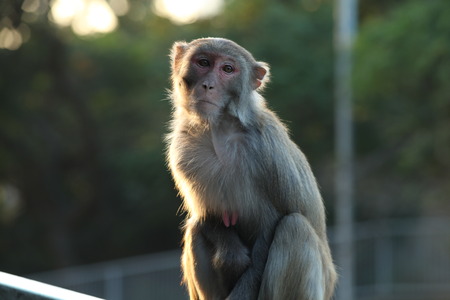 A monkey at Kowloon Reservoir, Kowloon, Hong Kongの写真素材