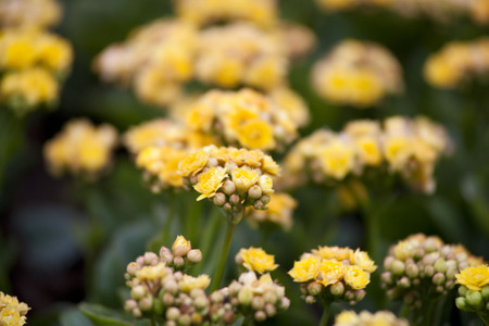 Kalanchoe blossfeldianaの素材 [FY31027910687]