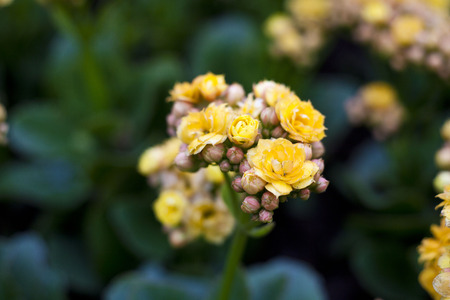 Kalanchoe blossfeldiana