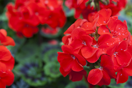 pelargonium hortorumの写真素材