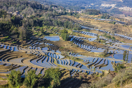 Terraced rice fields in Yuanyang Countyの写真素材
