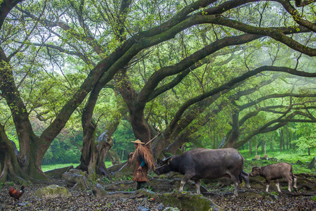 Forest landscape in Xiapu, Chinaの写真素材