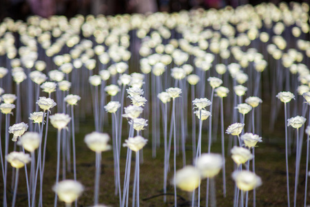 light rose garden in Hong Kongの写真素材