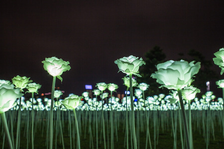 light rose garden in Hong Kong