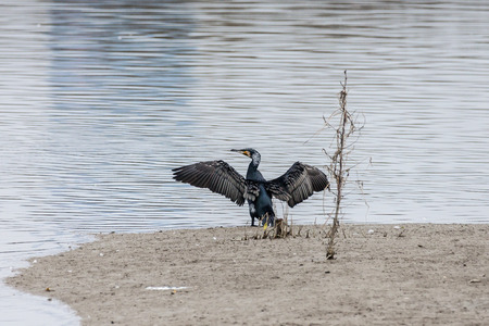 phalacrocorax carboの写真素材