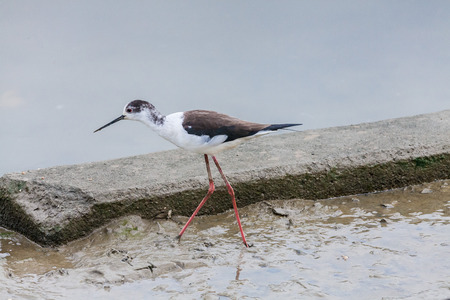 Himantopus himantopusの写真素材
