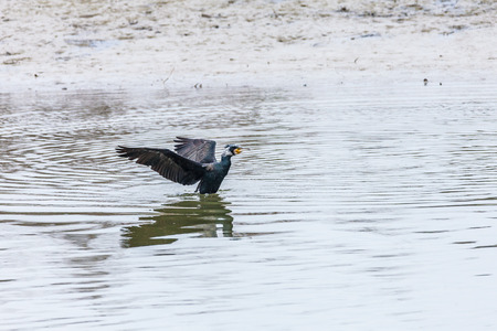 phalacrocorax carboの写真素材
