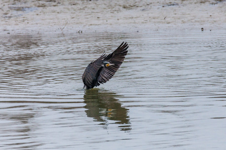phalacrocorax carboの写真素材