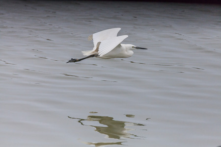 Egretta garzetta in flyingの写真素材