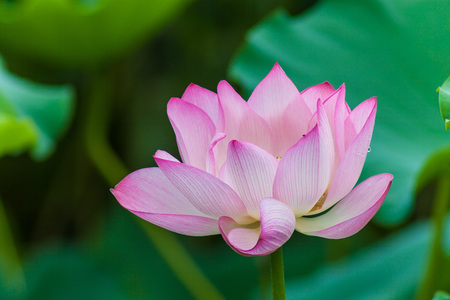 lotus flower blossomの写真素材