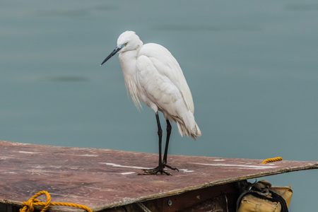 Little egret, Egretta garzetta