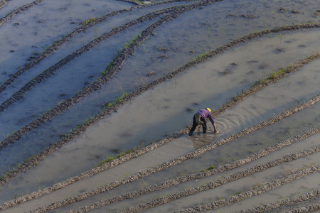 Longsheng Rice Terrace in Longsheng county, Guangxi Province, southern Chinaの写真素材