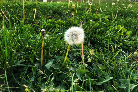 Dandelions on the green grass in the garden. Selective focus.の写真素材