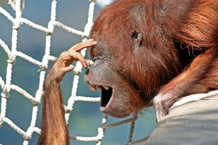 Mother orangutan with baby touching her faceの写真素材