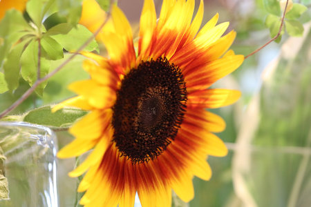 SUNFLOWER BLOOMINGの写真素材