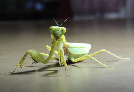 Mantis