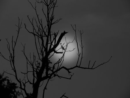 Bird  の写真素材