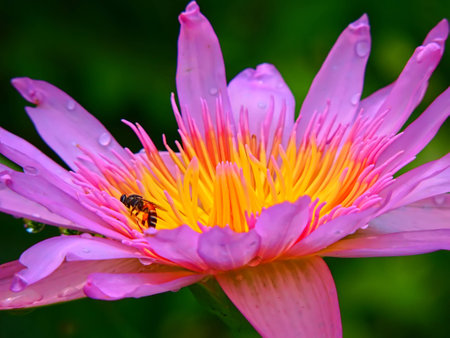 Flowerの写真素材