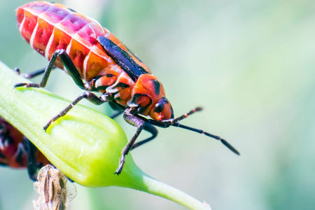 bugの写真素材