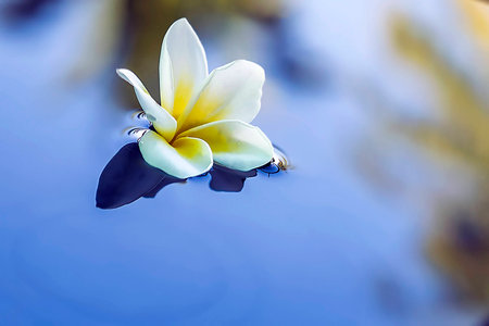 Frangipaniの写真素材