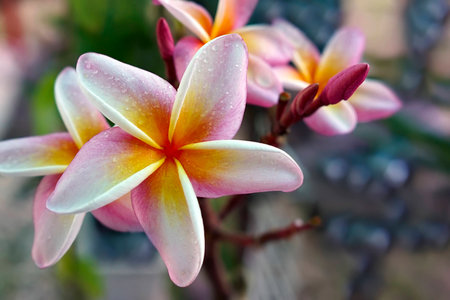 Frangipaniの写真素材